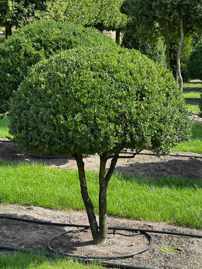 BUSE TOPIARY #018