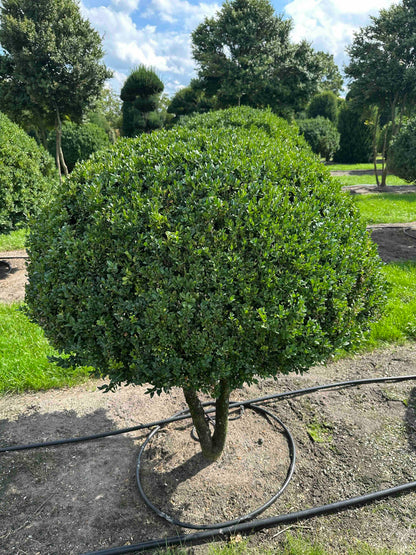 BUSE TOPIARY #018