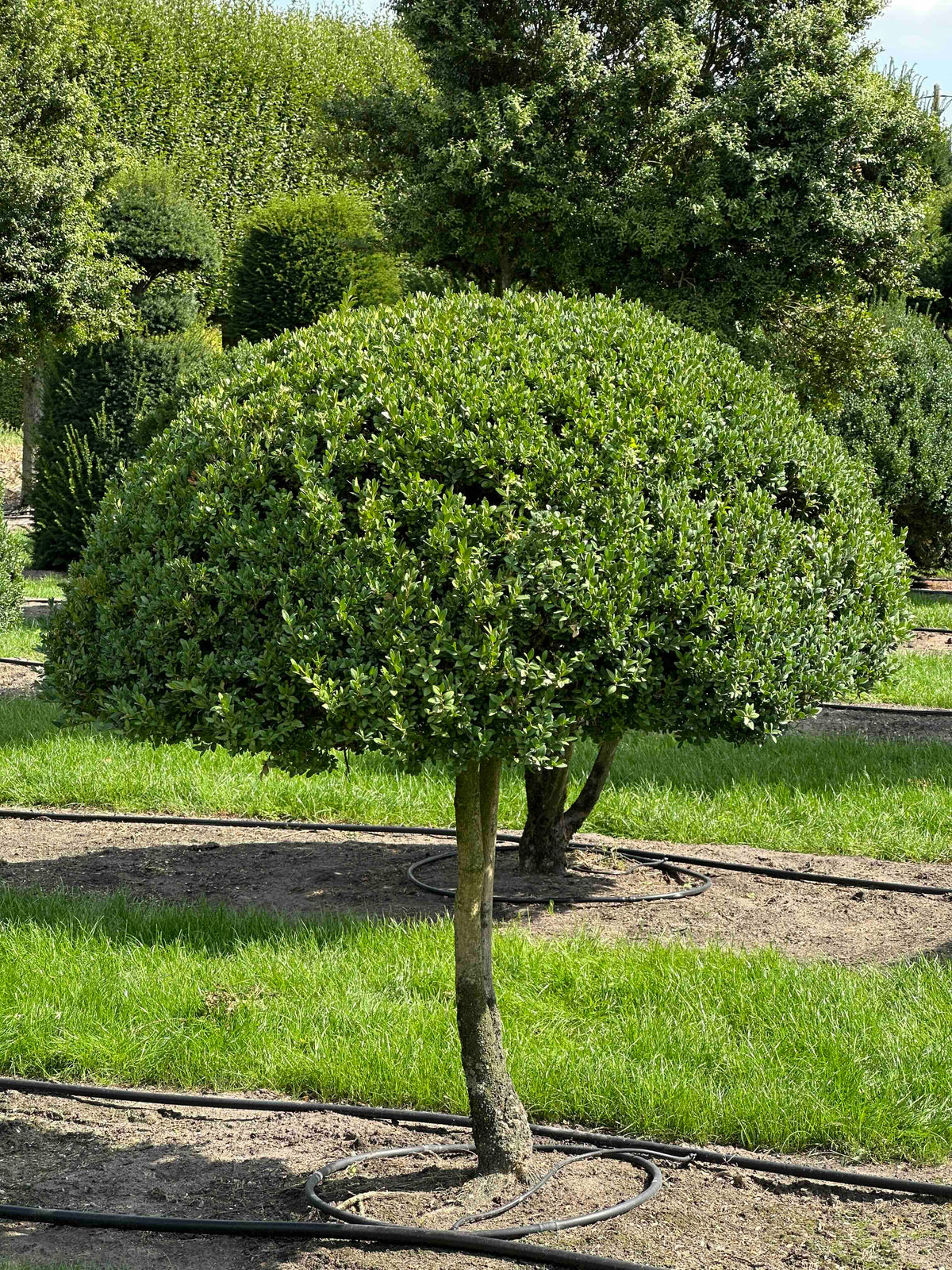 BUSE TOPIARY #020
