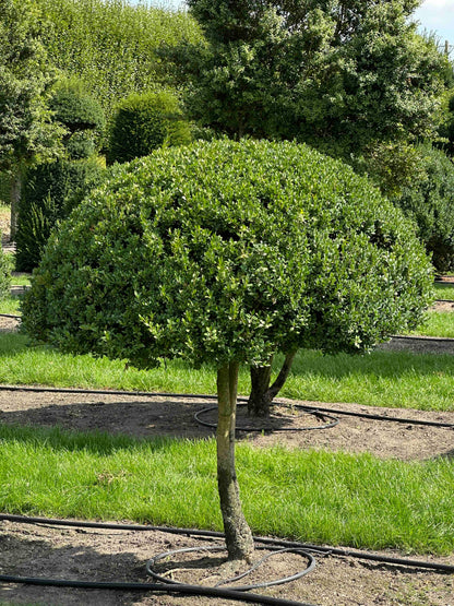 BUSE TOPIARY #020