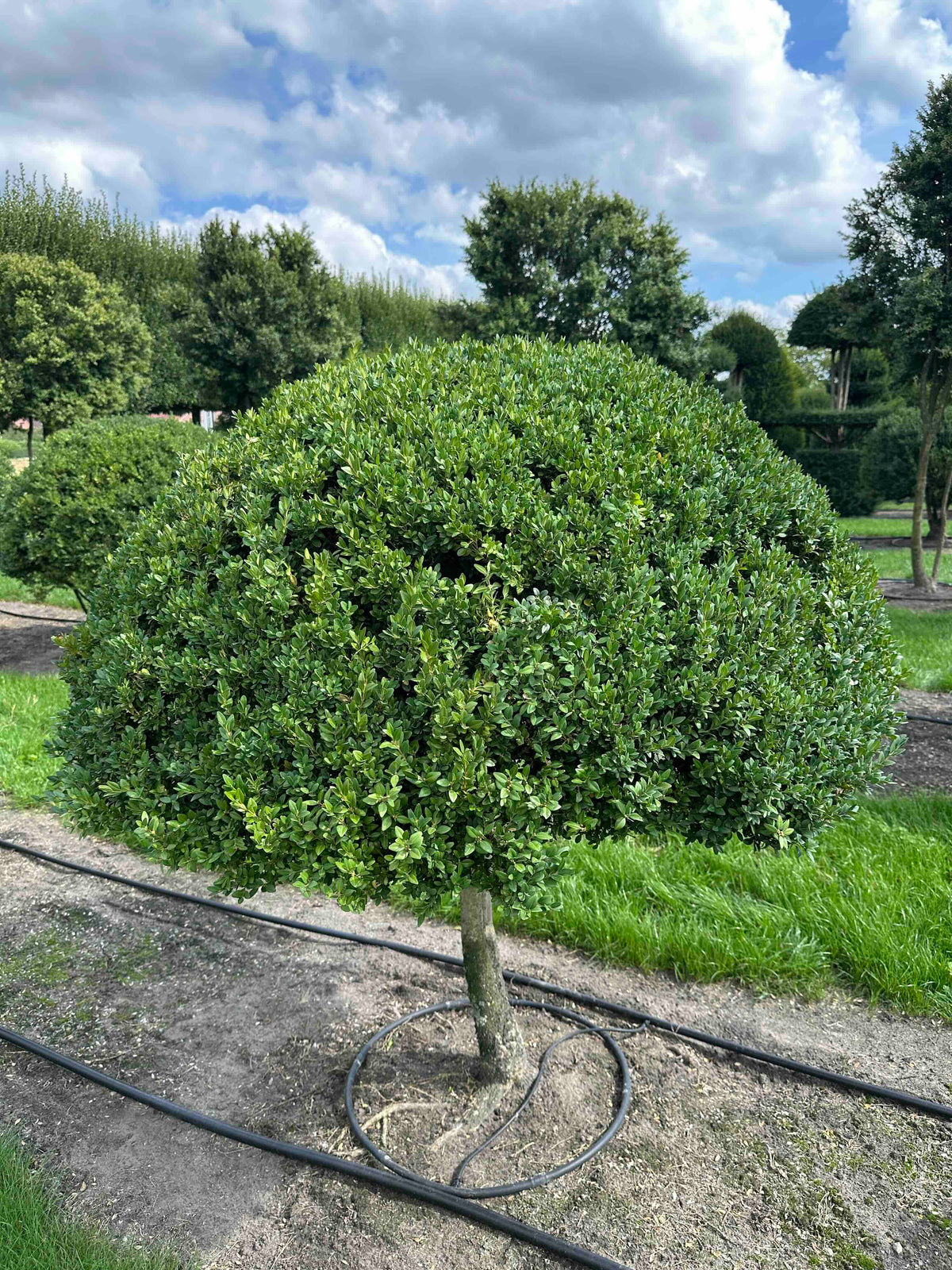 BUSE TOPIARY #020