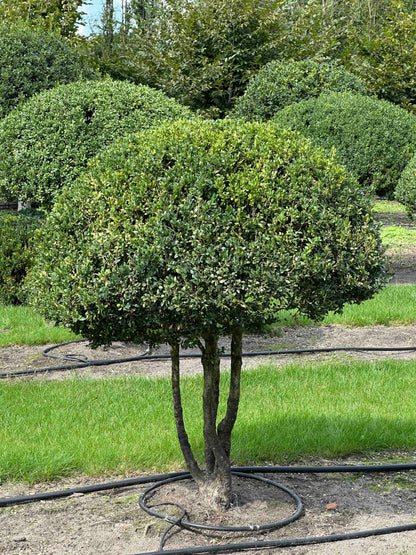 BUSE TOPIARY #021