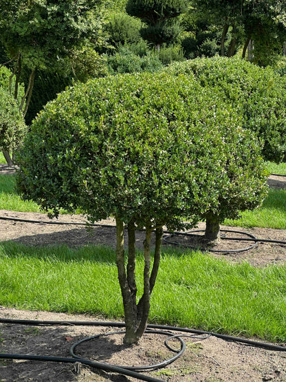 BUSE TOPIARY #021