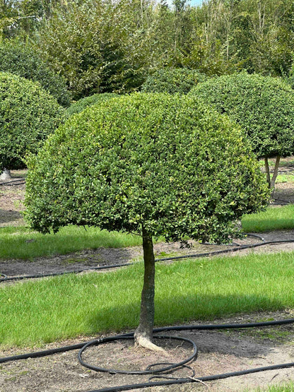 BUSE TOPIARY #022