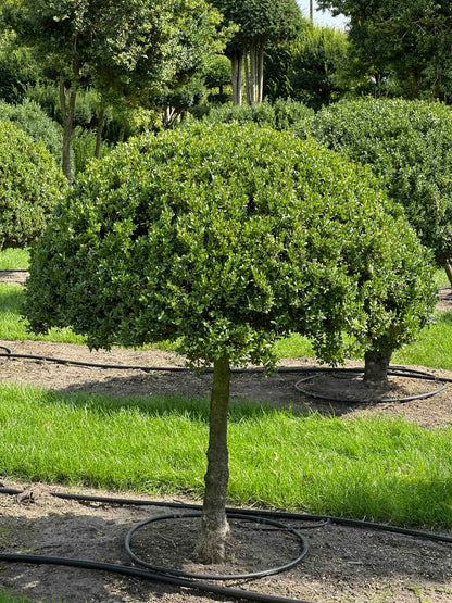 BUSE TOPIARY #022