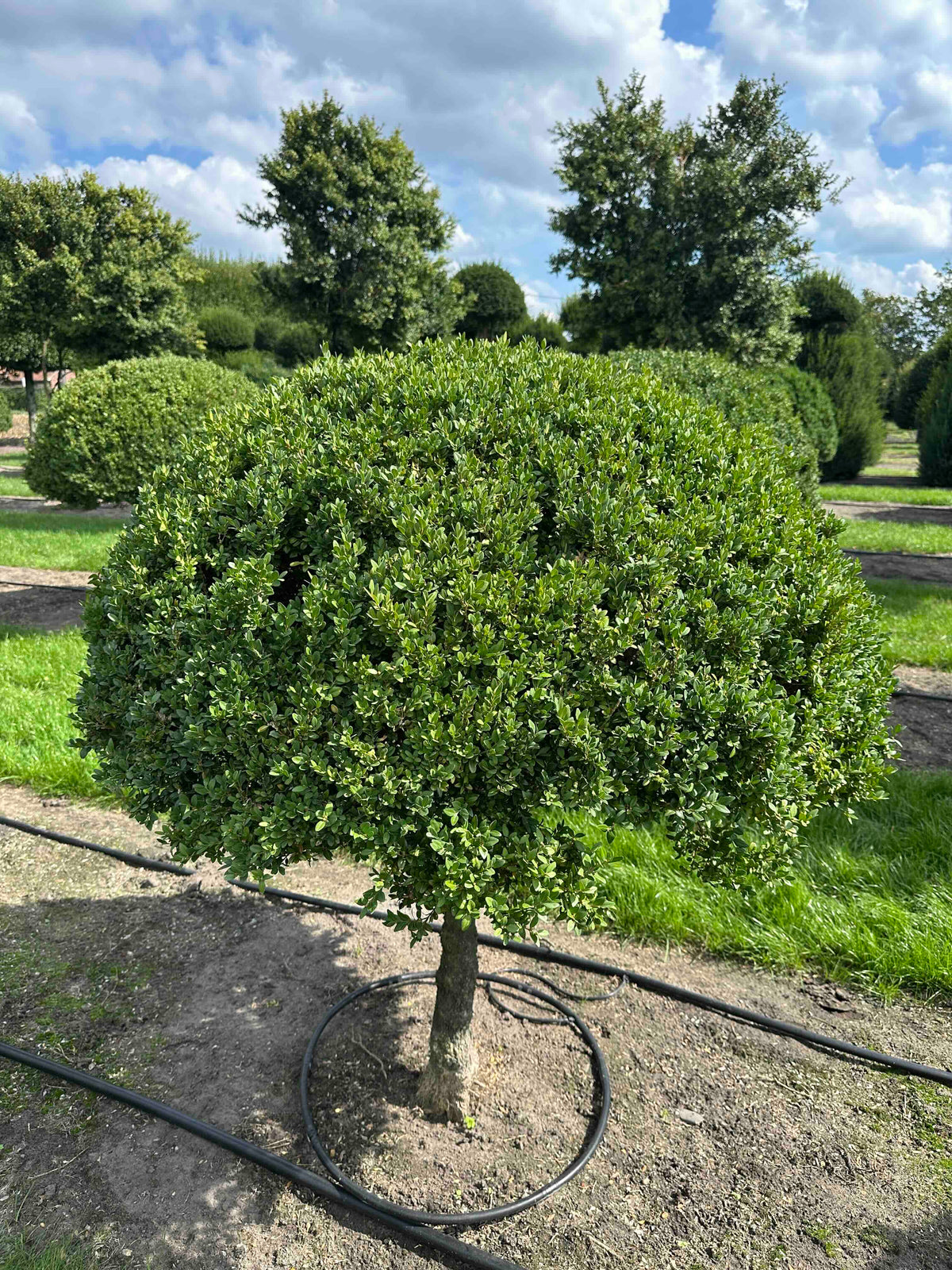 BUSE TOPIARY #022