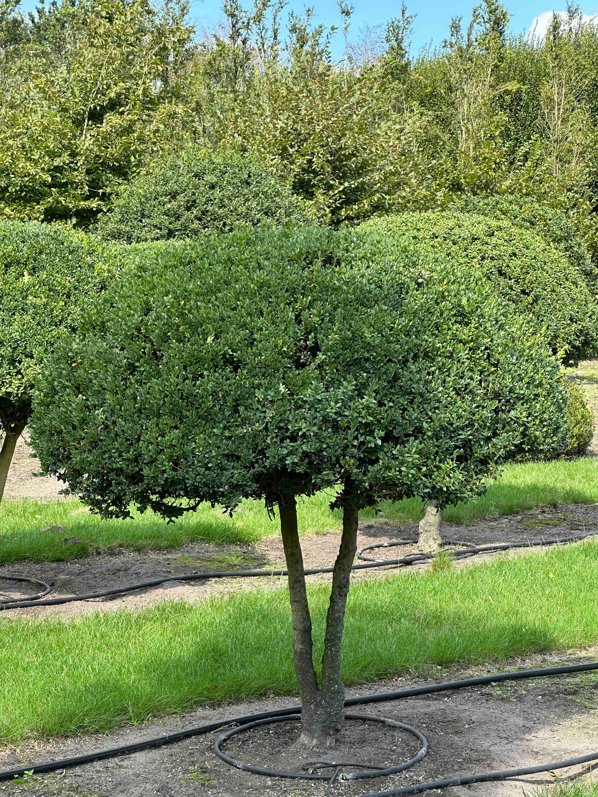 BUSE TOPIARY #023