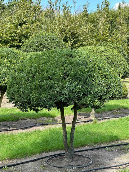 BUSE TOPIARY #023