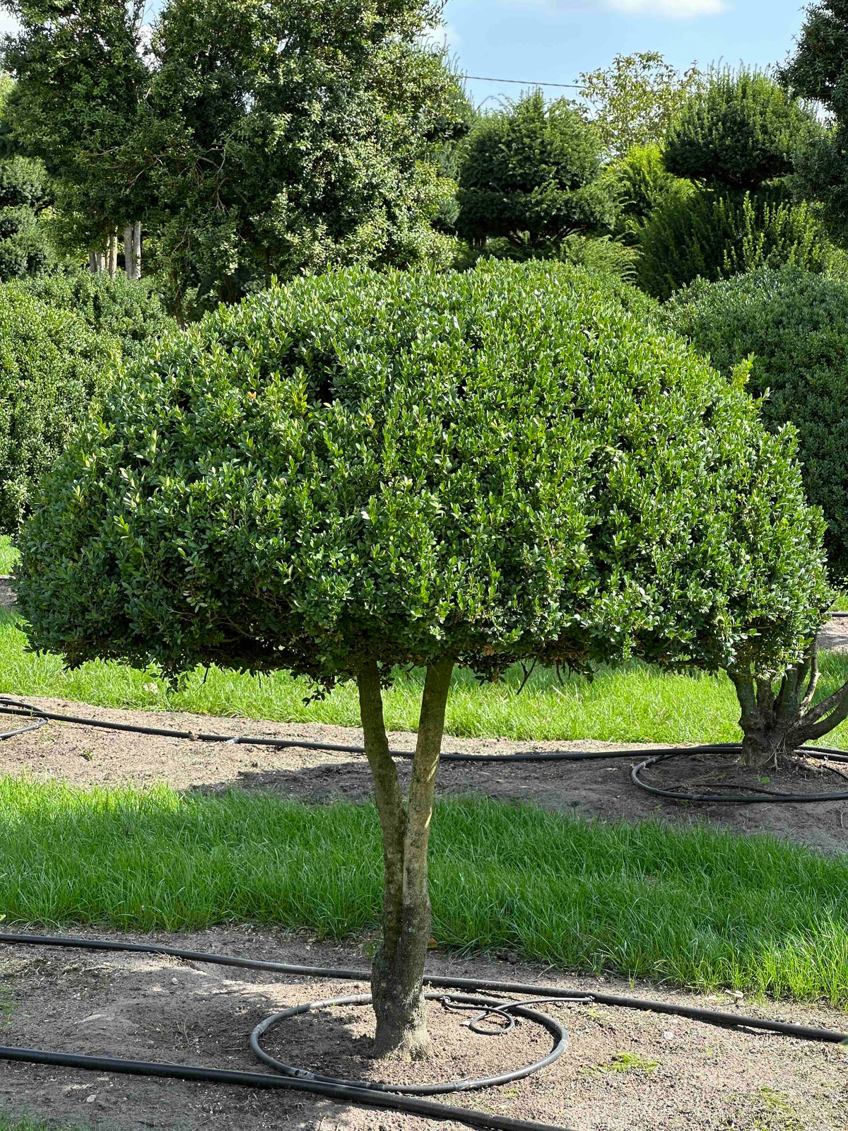 BUSE TOPIARY #023