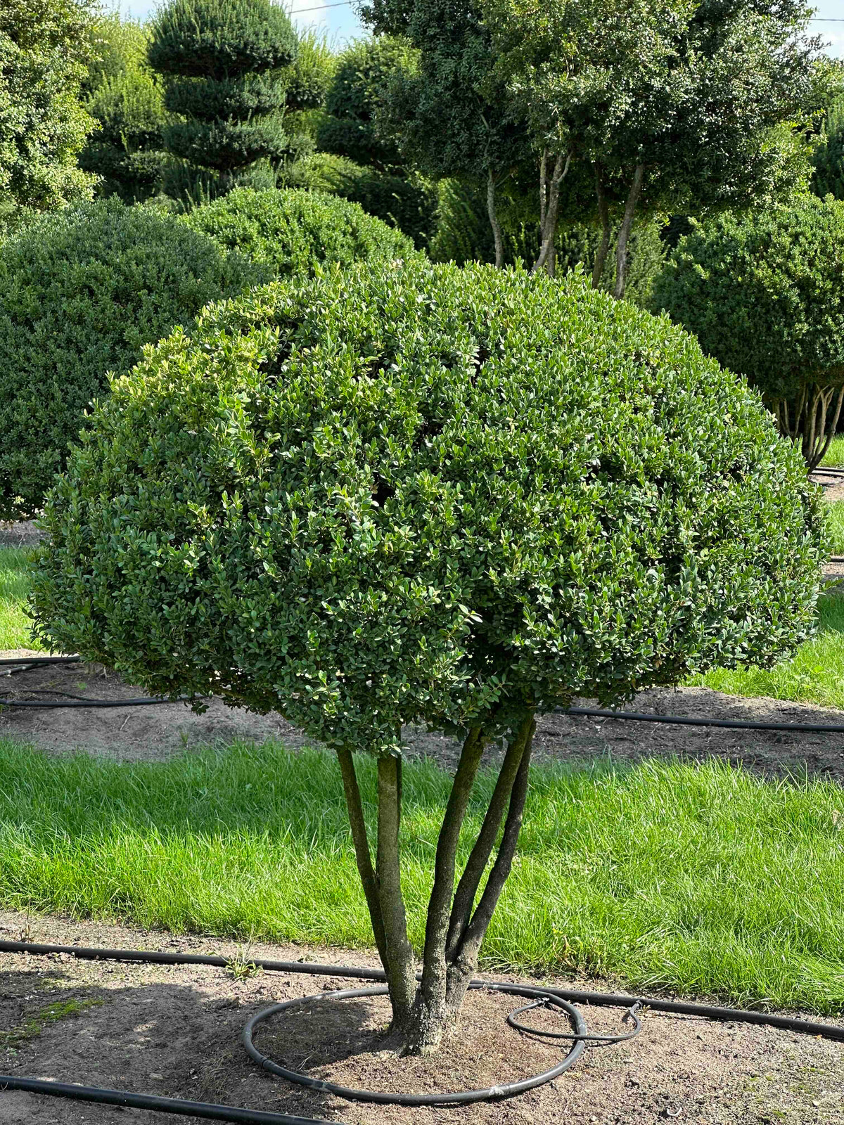 BUSE TOPIARY #024