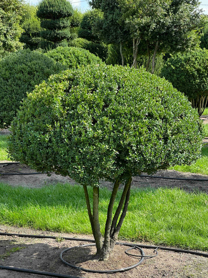 BUSE TOPIARY #024