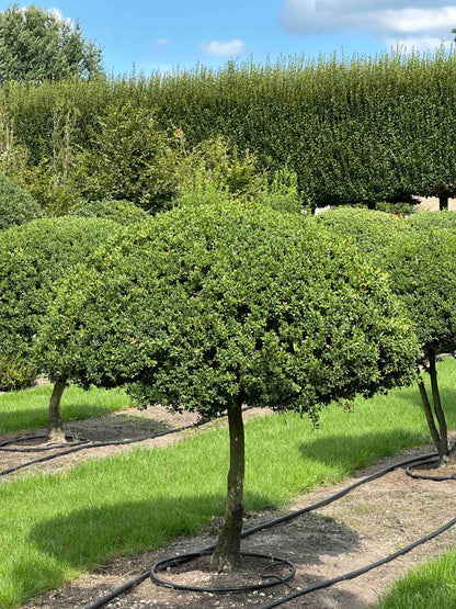 BUSE TOPIARY #025