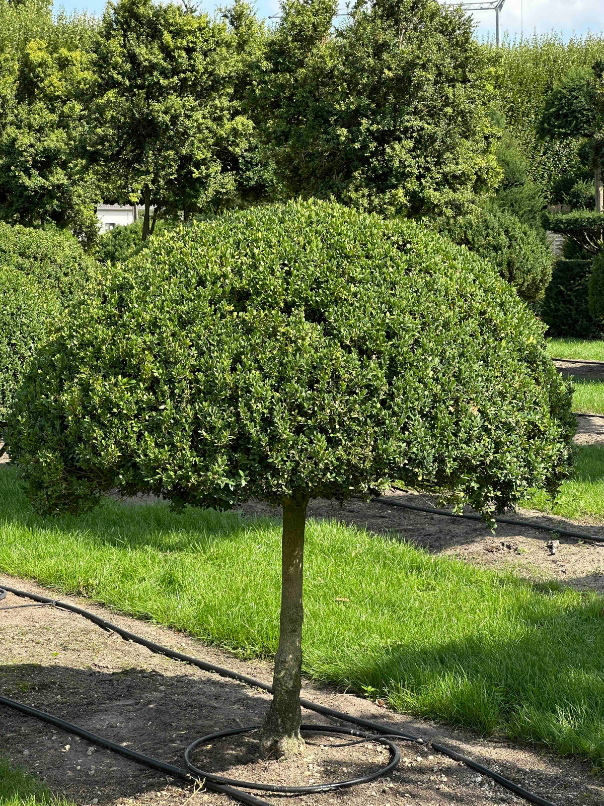 BUSE TOPIARY #025