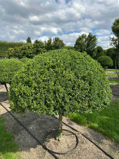 BUSE TOPIARY #025