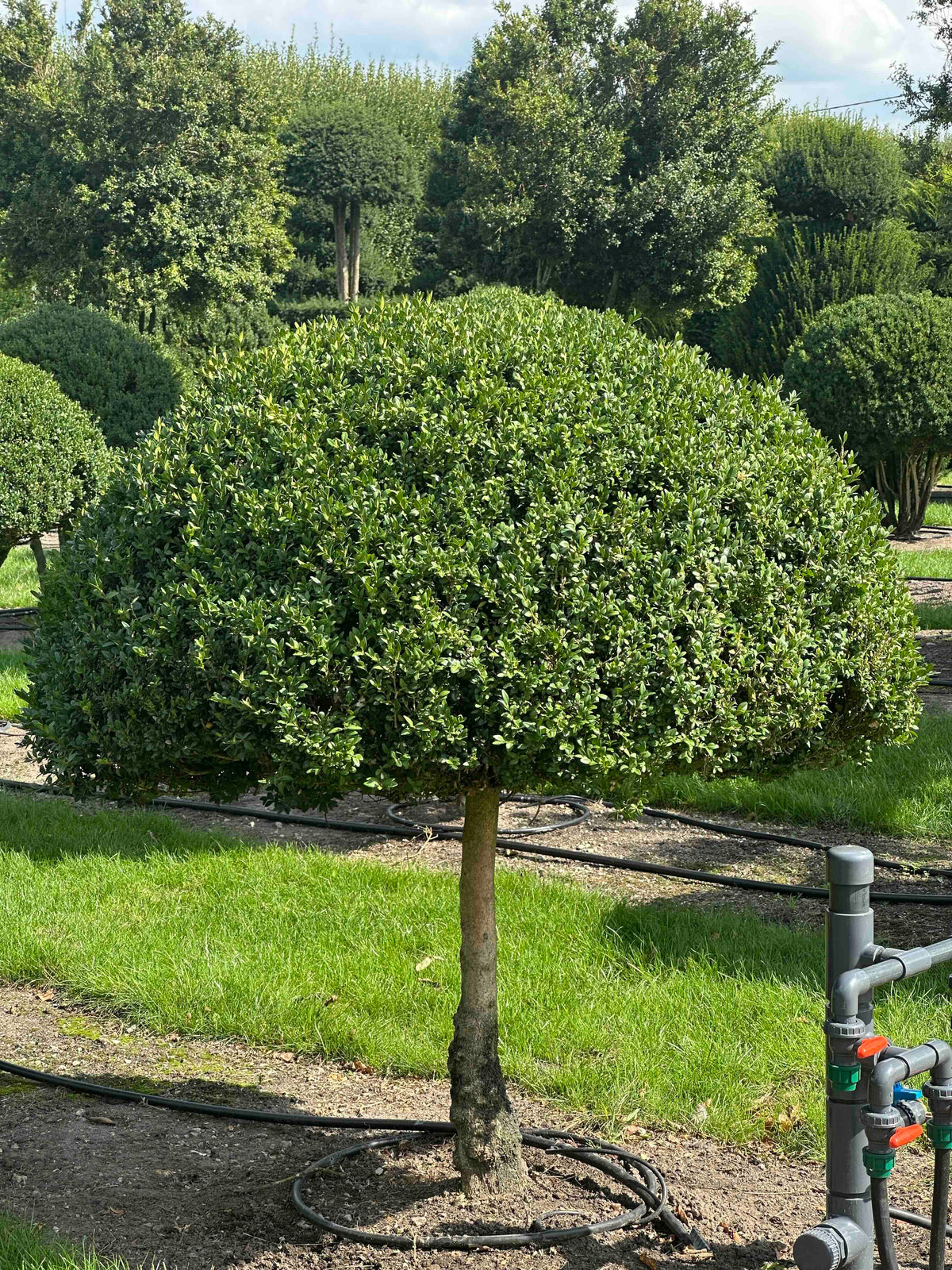 BUSE TOPIARY #027