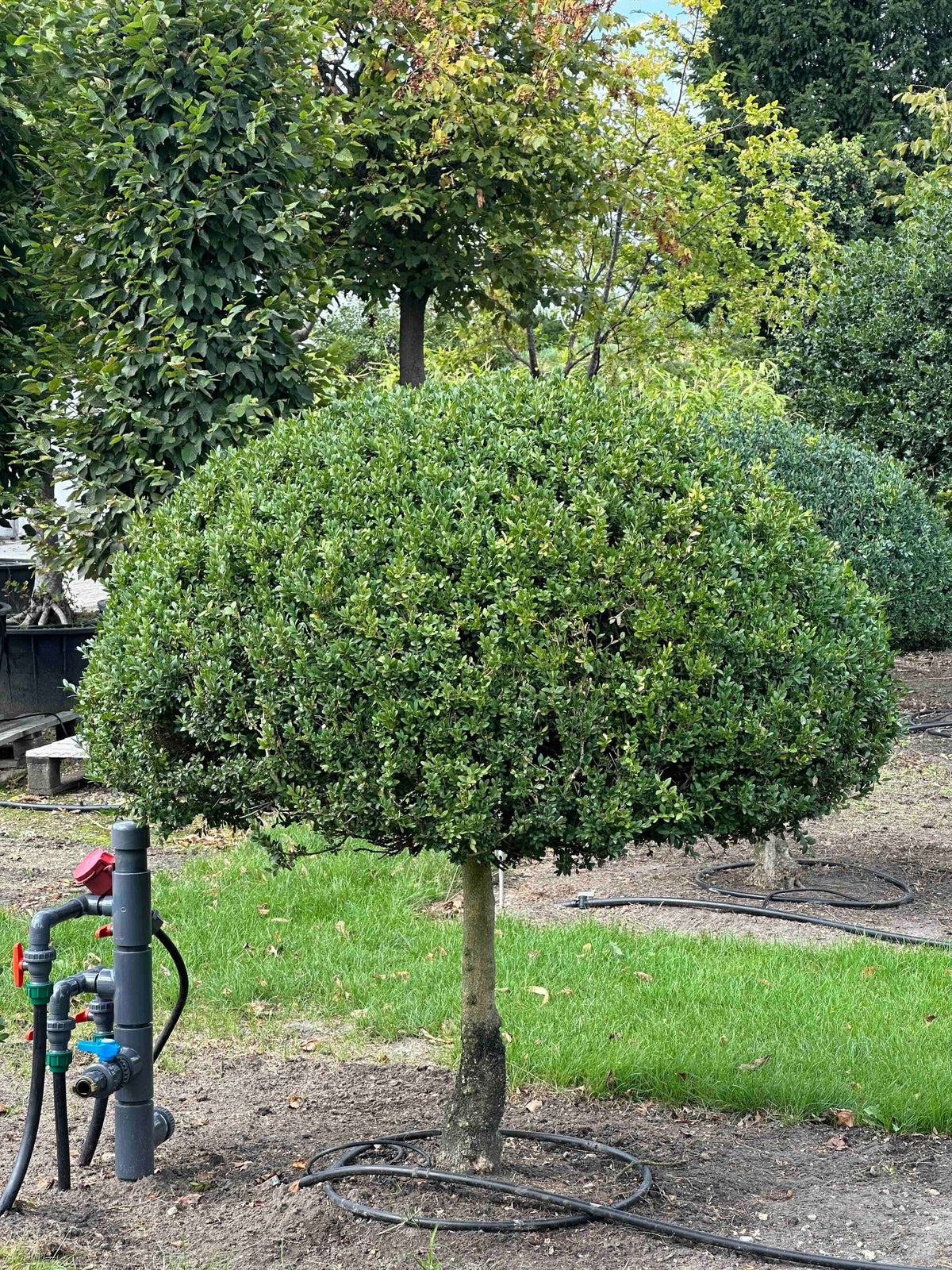 BUSE TOPIARY #027