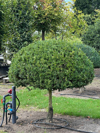 BUSE TOPIARY #027