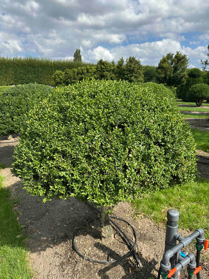 BUSE TOPIARY #027
