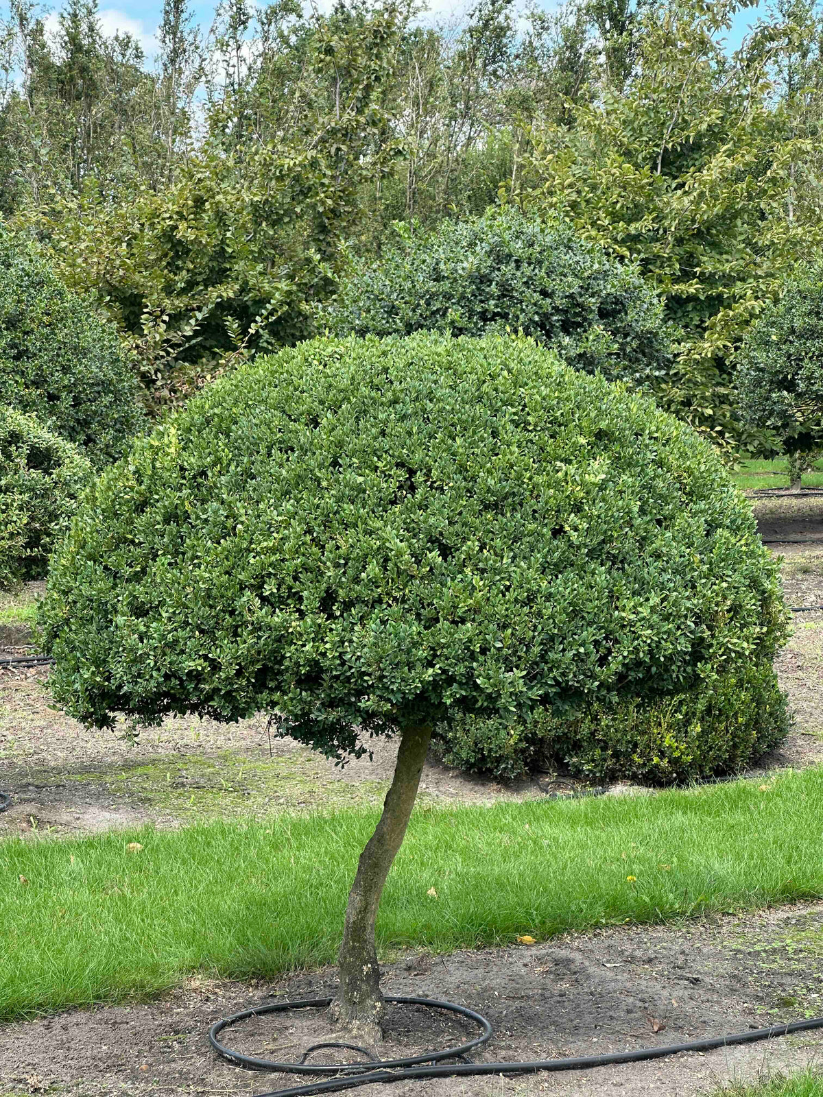 BUSE TOPIARY #029