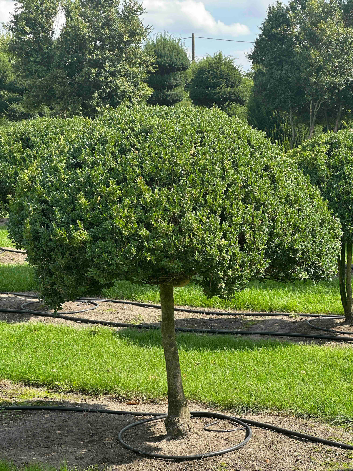 BUSE TOPIARY #029