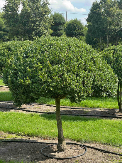 BUSE TOPIARY #029