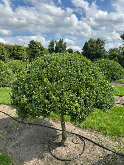 BUSE TOPIARY #029