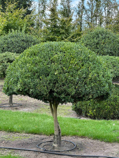 BUSE TOPIARY #030