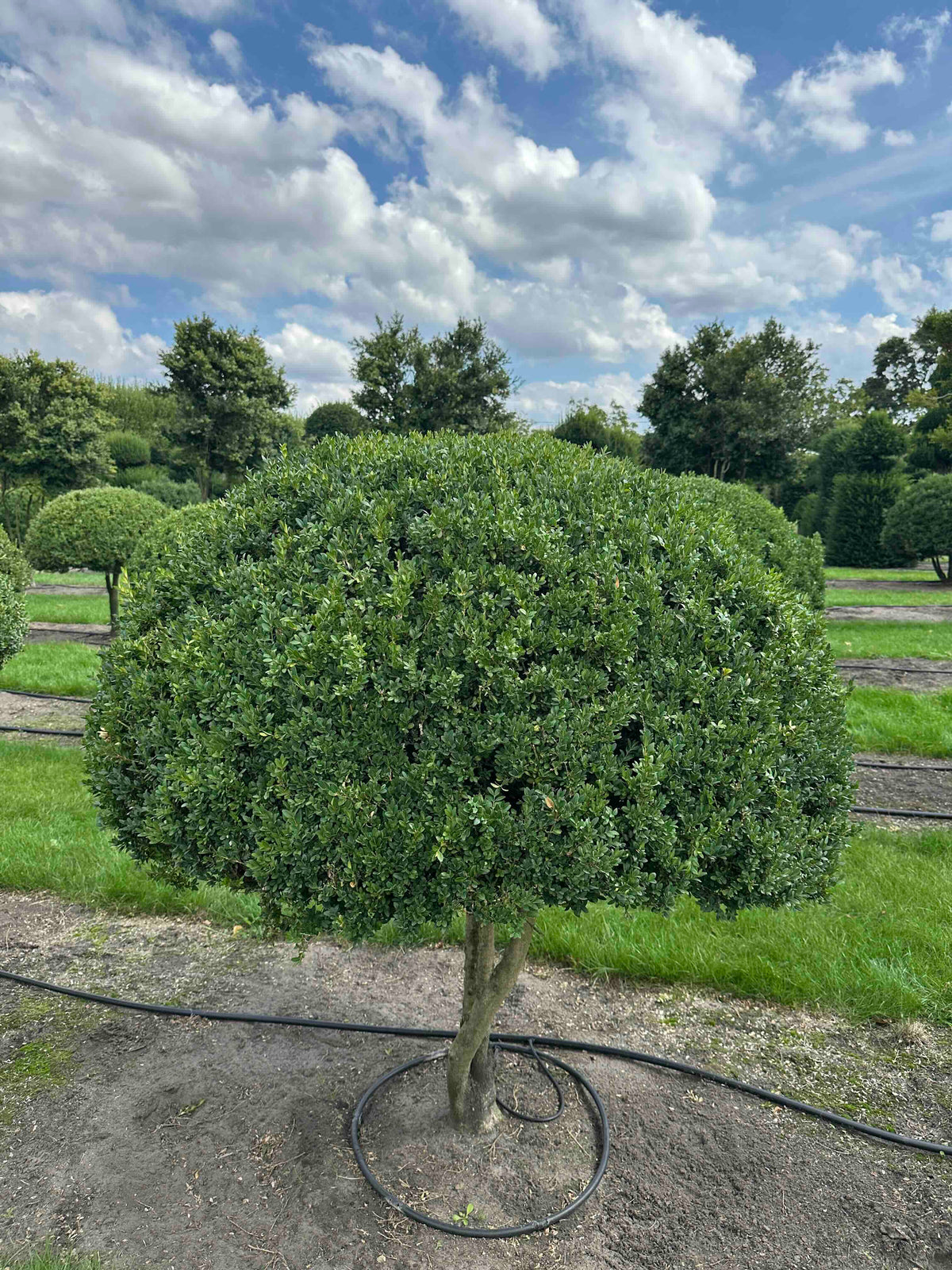 BUSE TOPIARY #030