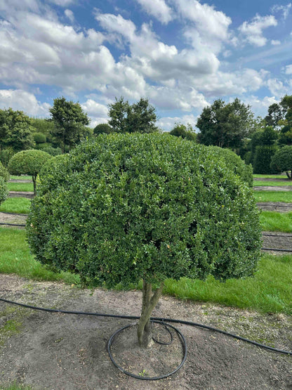 BUSE TOPIARY #030