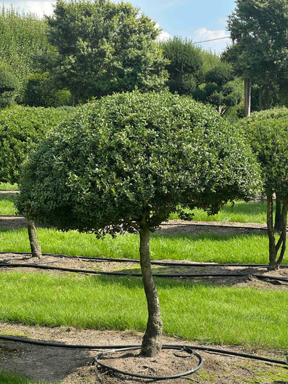 BUSE TOPIARY #031
