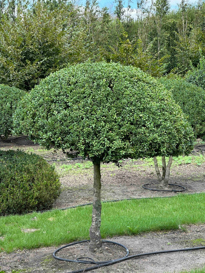 BUSE TOPIARY #031