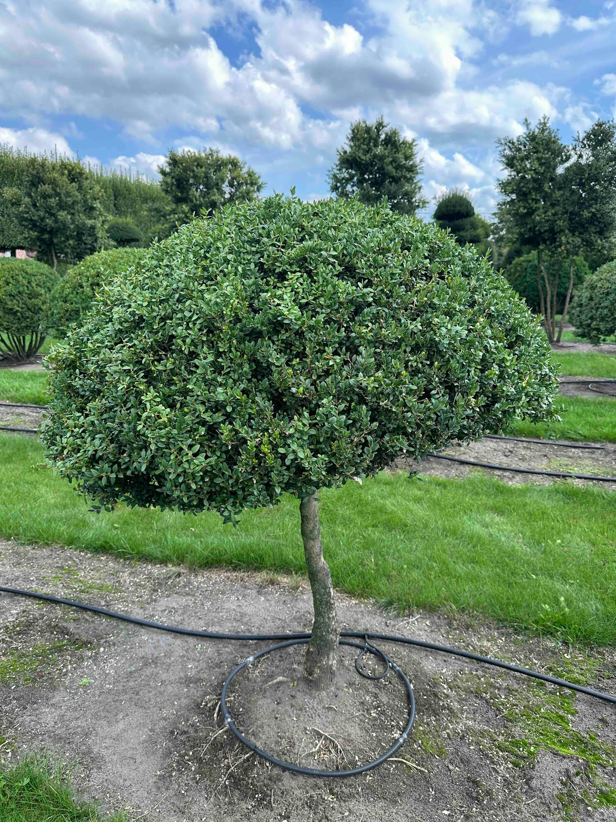 BUSE TOPIARY #031