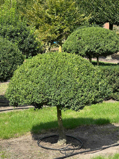 BUSE TOPIARY #035