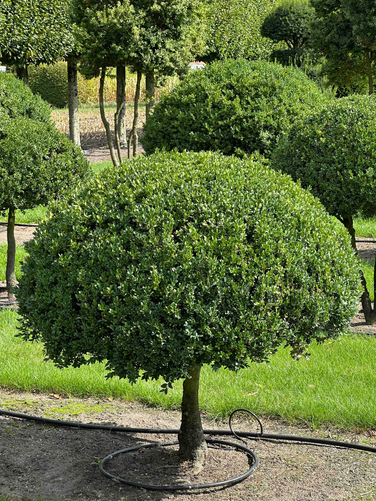 BUSE TOPIARY #035