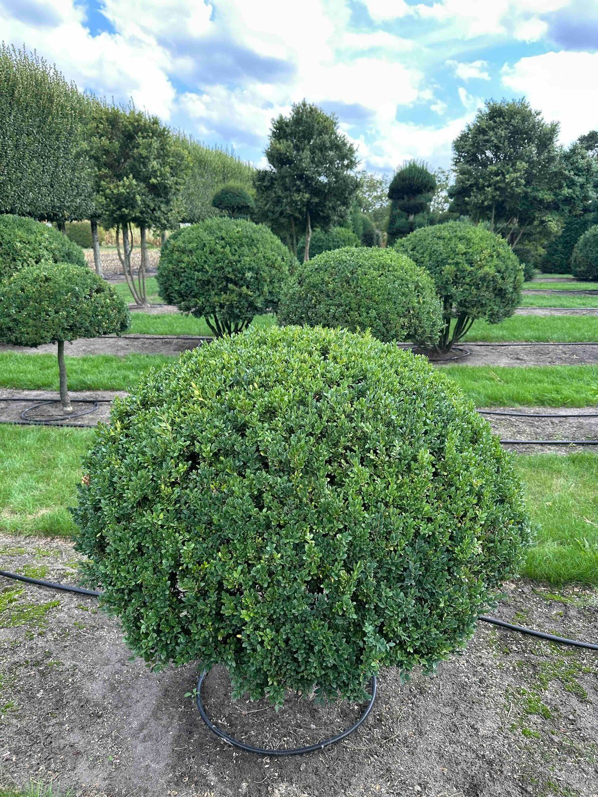 BUSE TOPIARY #035