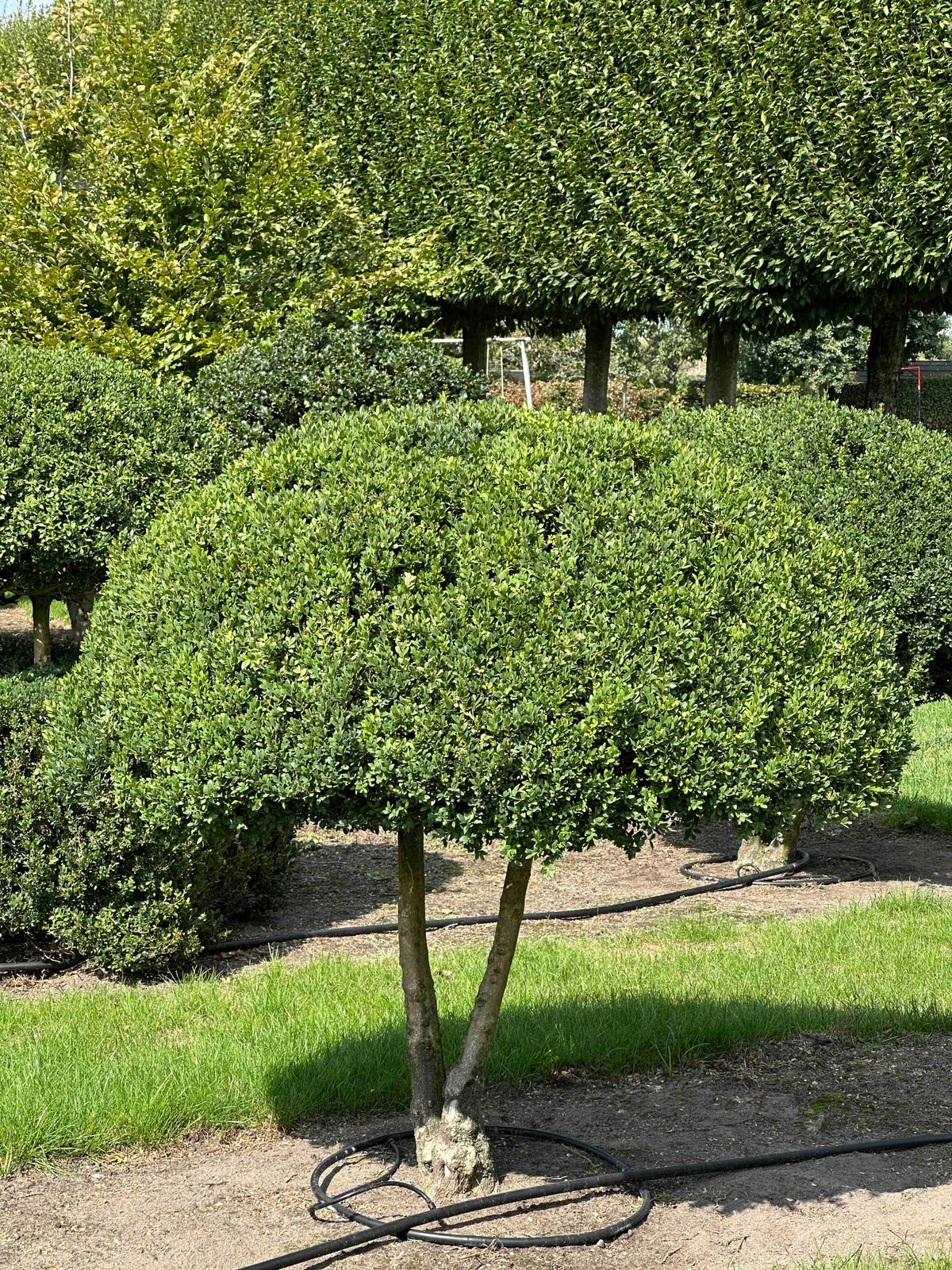 BUSE TOPIARY #036
