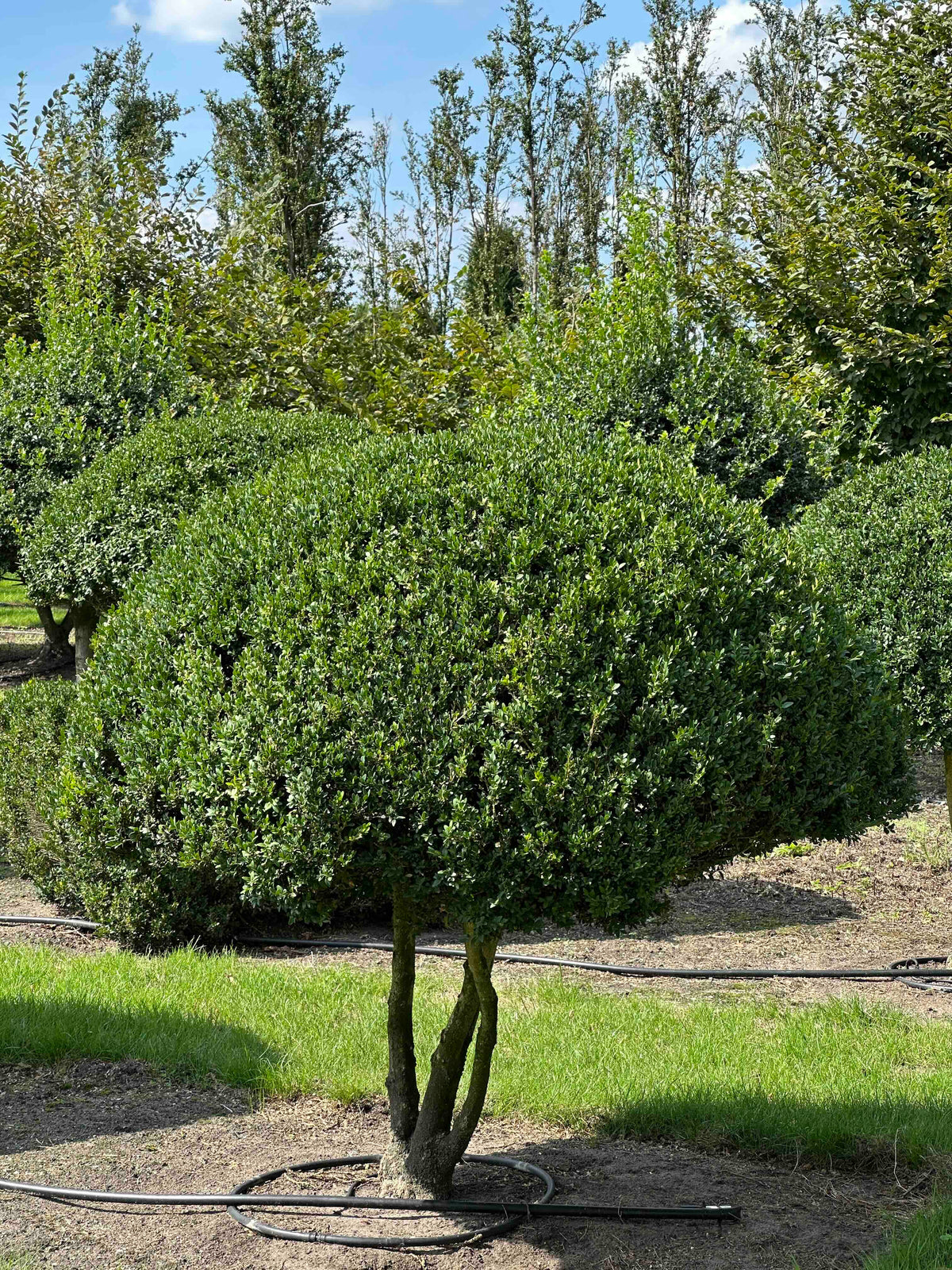 BUSE TOPIARY #037