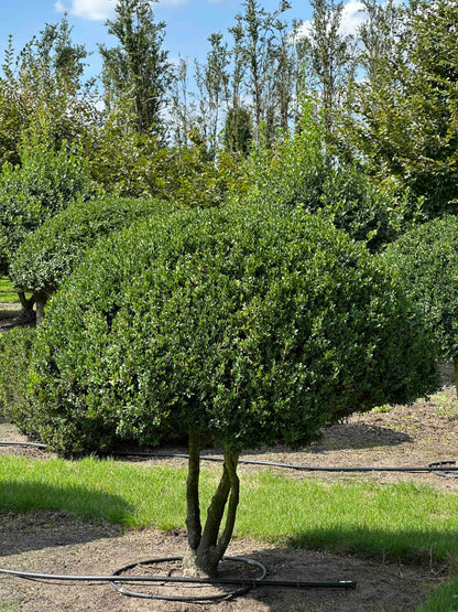 BUSE TOPIARY #037