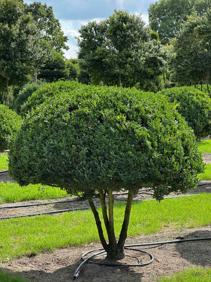 BUSE TOPIARY #037