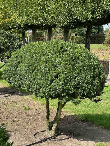 BUSE TOPIARY #037