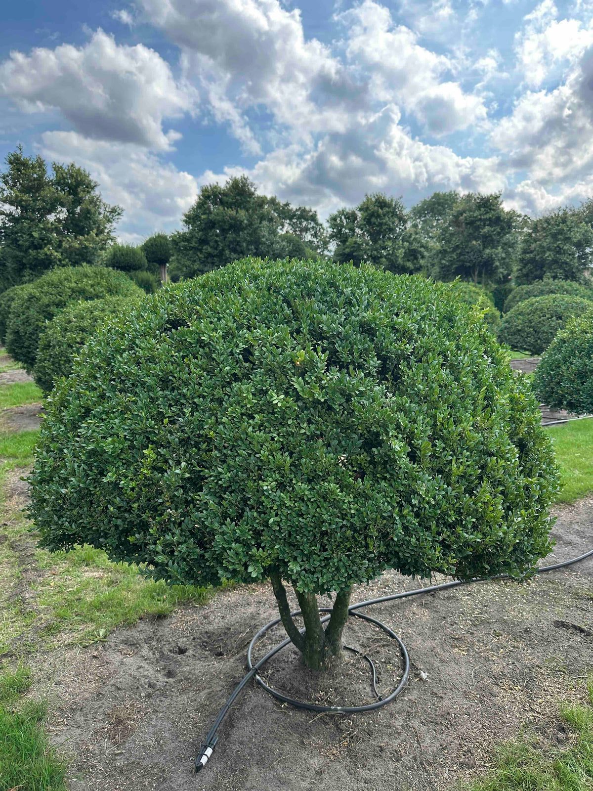 BUSE TOPIARY #037