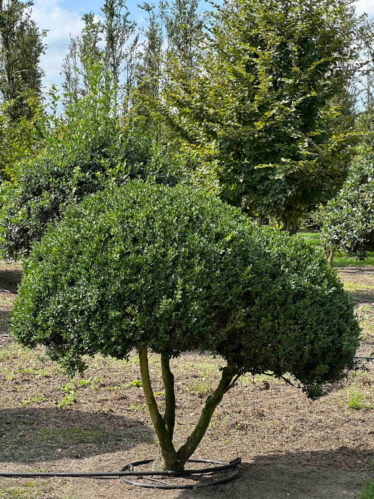 BUSE TOPIARY #038