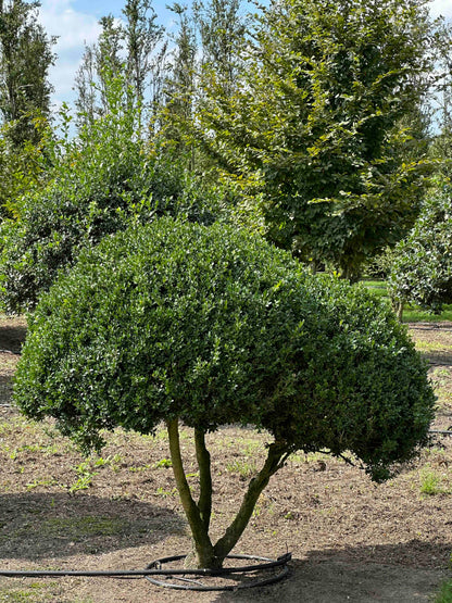 BUSE TOPIARY #038