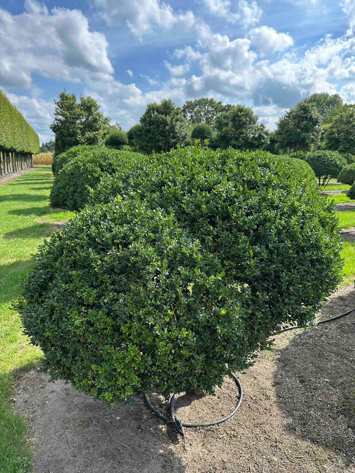 BUSE TOPIARY #038