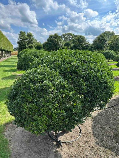 BUSE TOPIARY #038