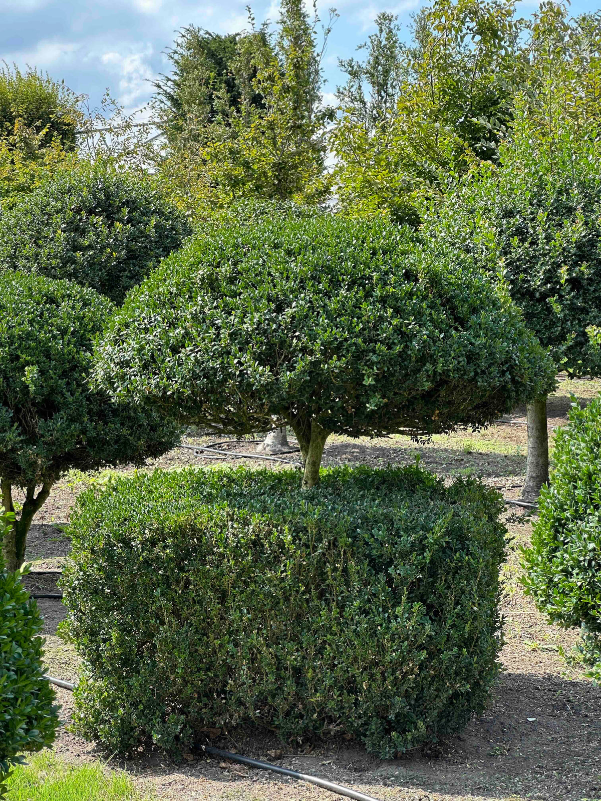 BUSE TOPIARY #039