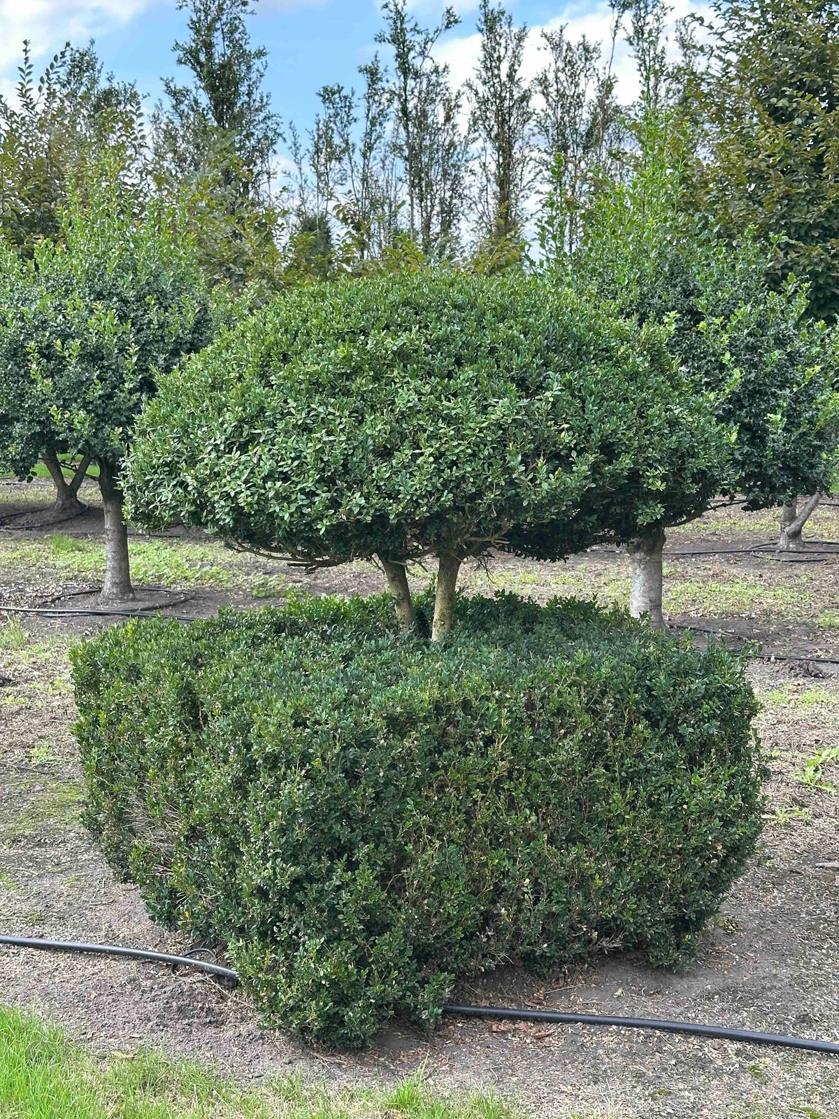 BUSE TOPIARY #039
