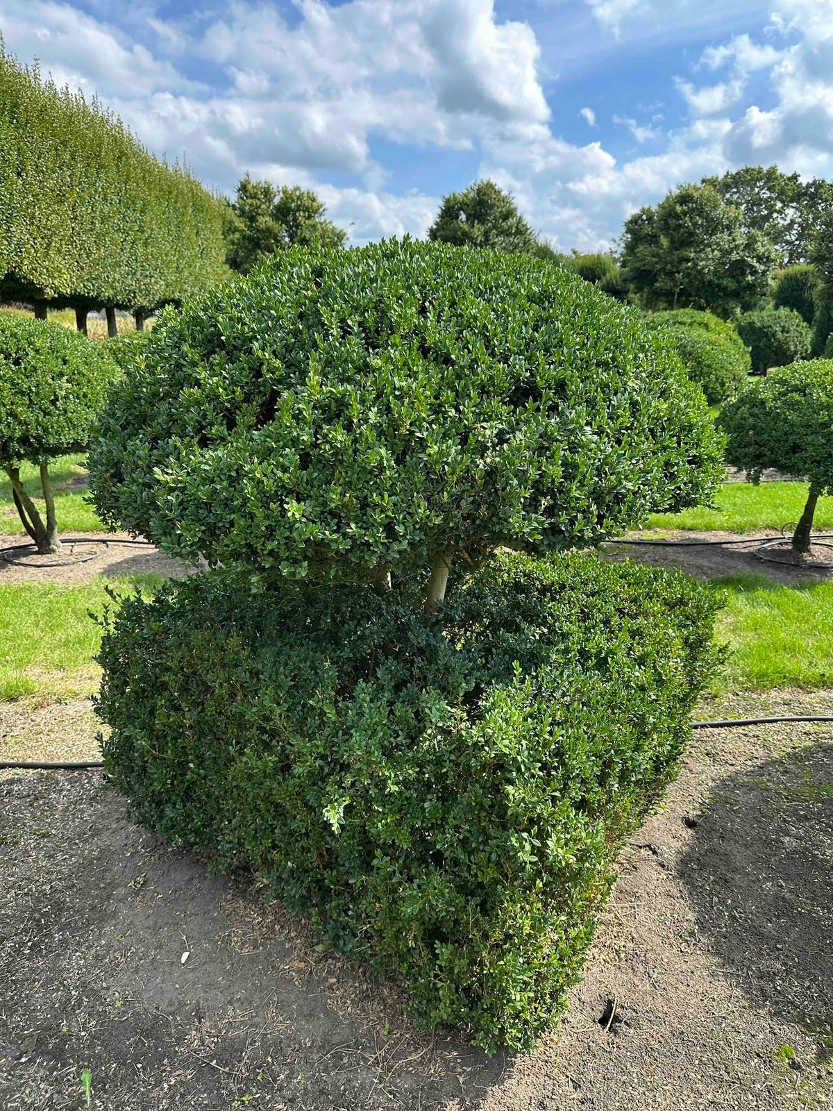 BUSE TOPIARY #039