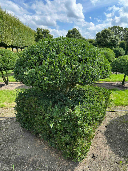 BUSE TOPIARY #039