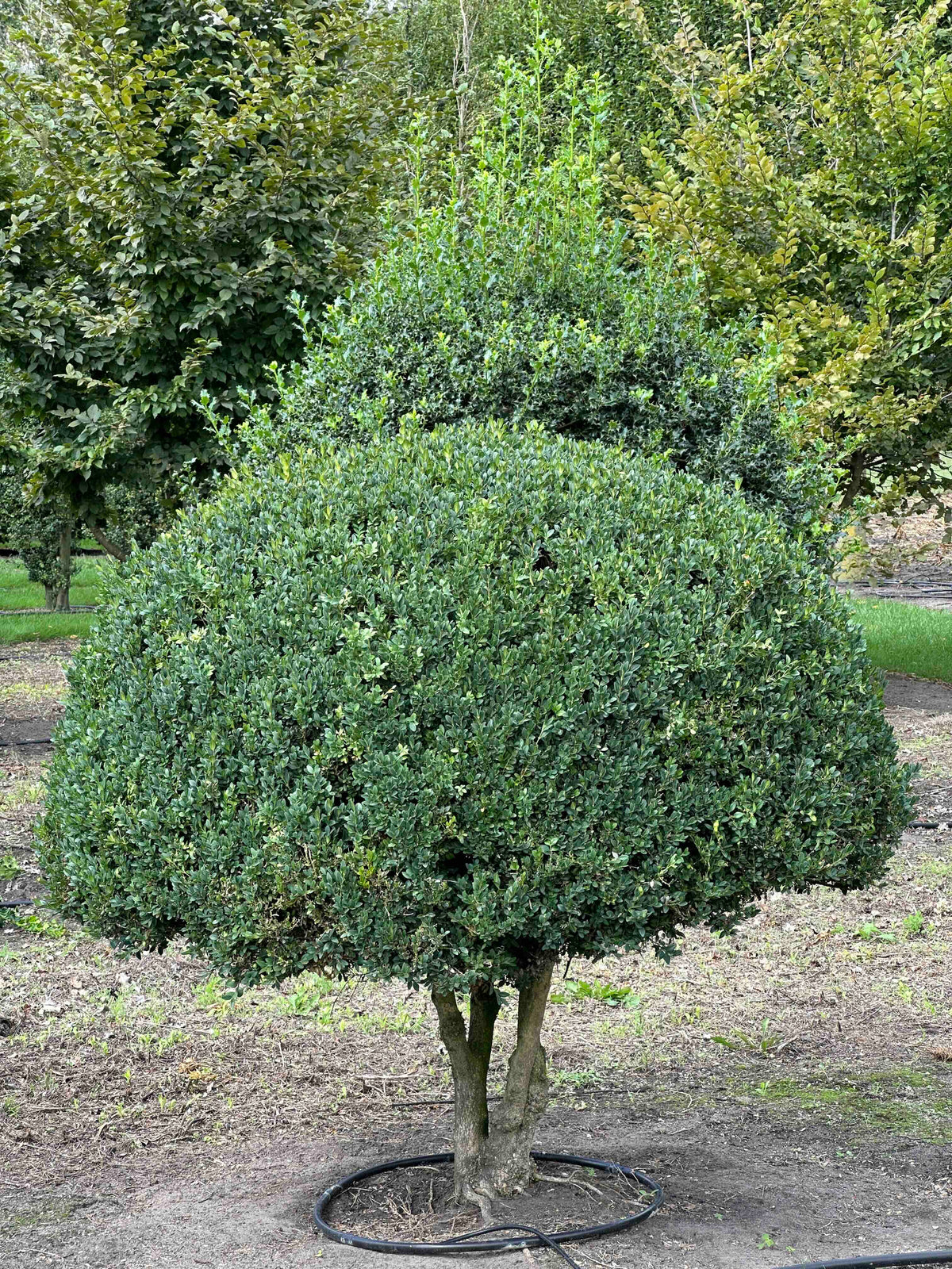 BUSE TOPIARY #040